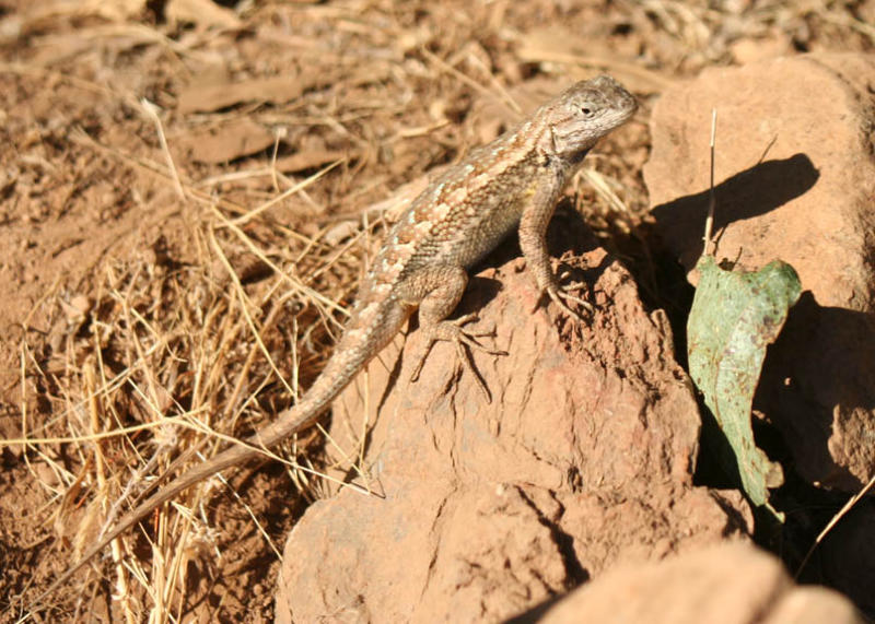 Lizard basking in the sun on a rock.