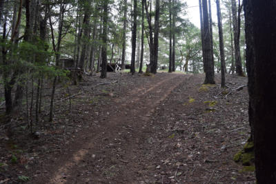 Hill leading up to Moss Shadows campsite.