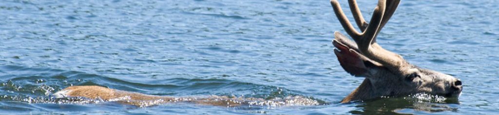 Water lapping on the shore of the lake.